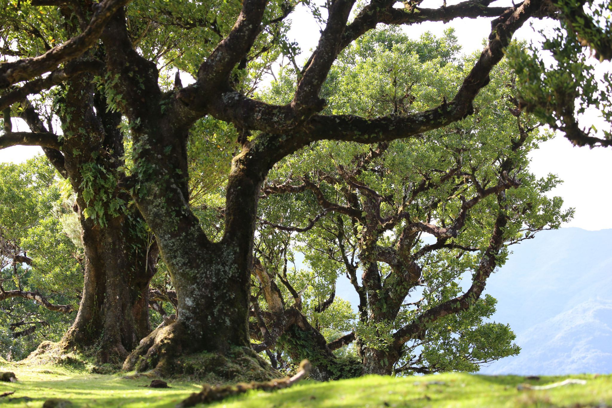 Fog Forest Fanal, Madeira, Portugal