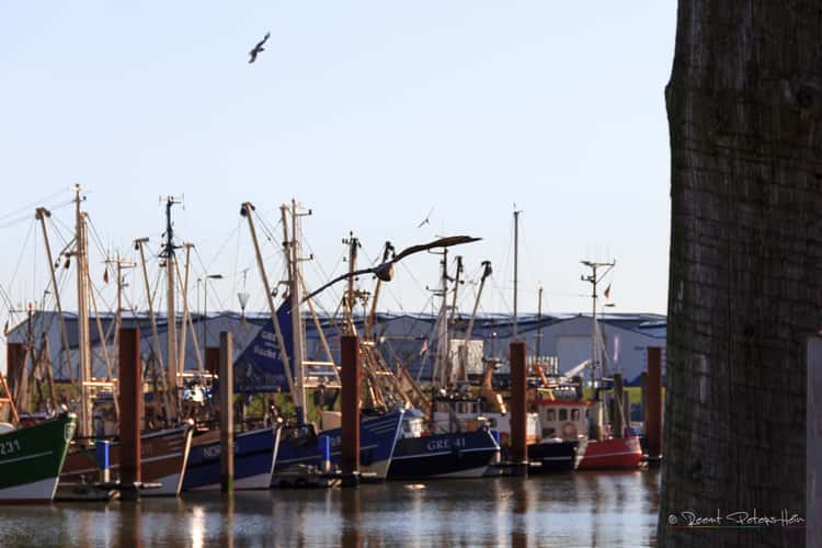 Fishing boats in Norddeich
