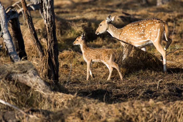 Ranthambore National Park