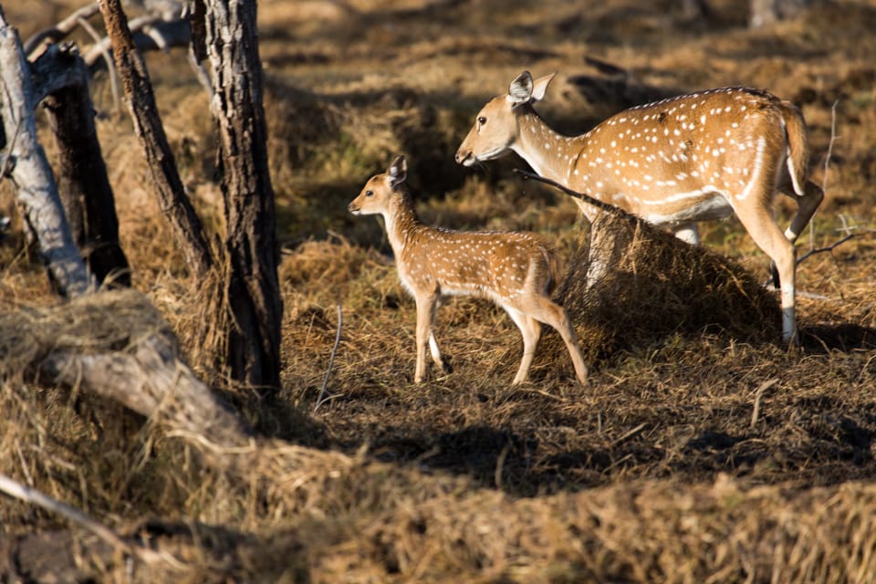 Ranthambore National Park, India