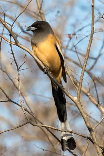 Ranthambore National Park