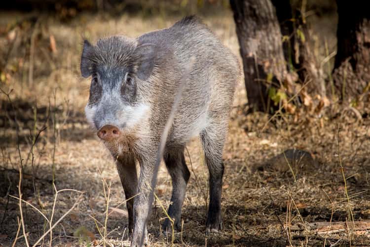 Ranthambore National Park