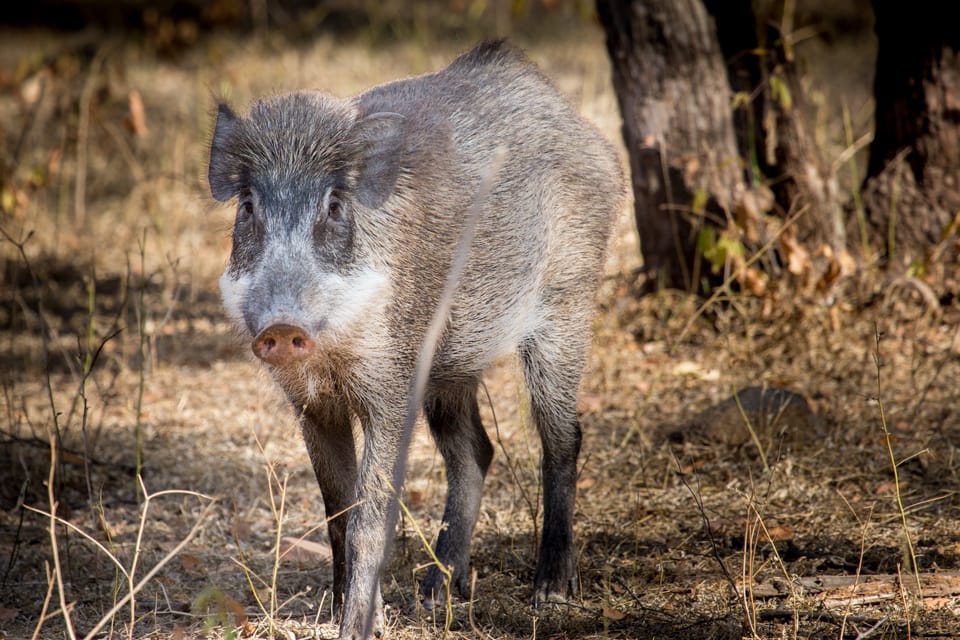 Ranthambore National Park, India