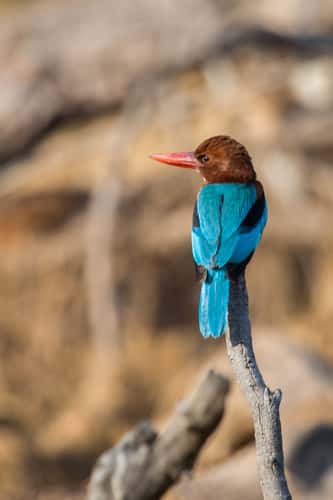 Ranthambore National Park