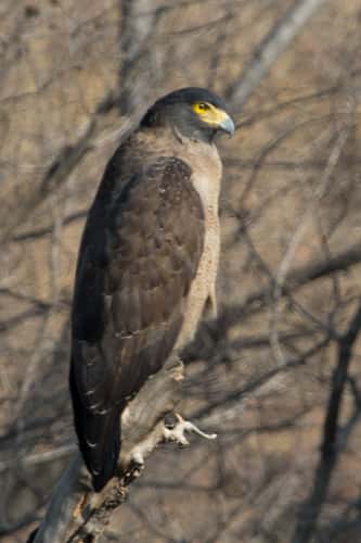 Ranthambore National Park