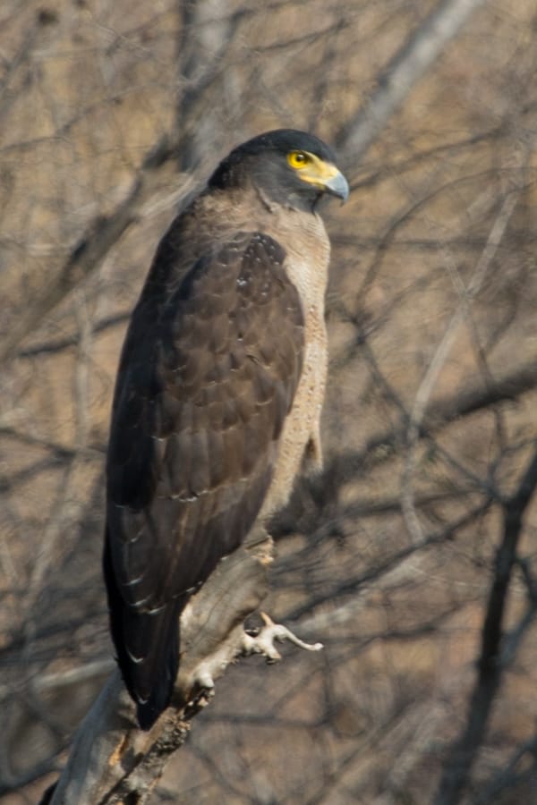 Ranthambore National Park, India