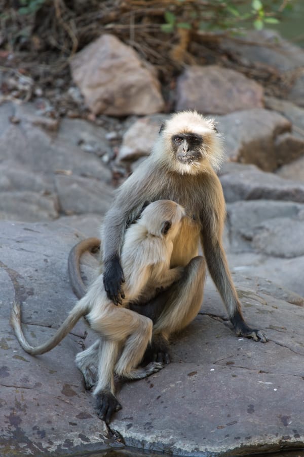 Ranthambore National Park, India