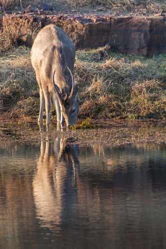 Ranthambore National Park