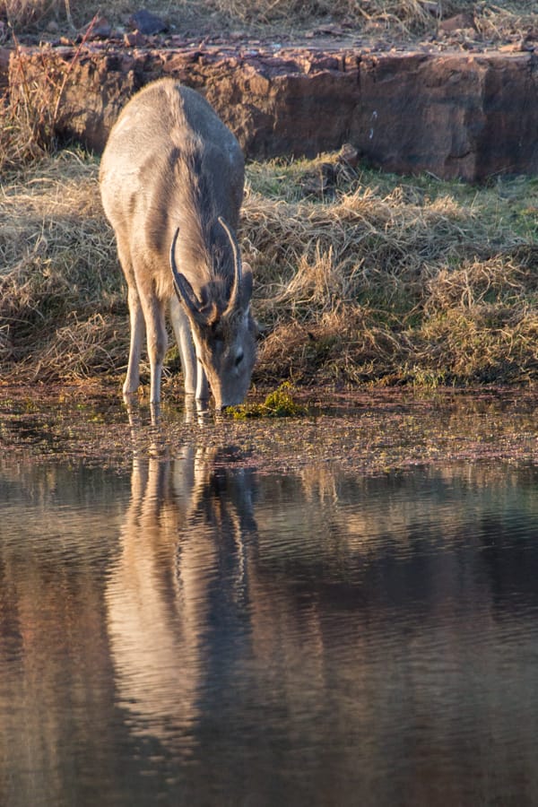 Ranthambore National Park, India