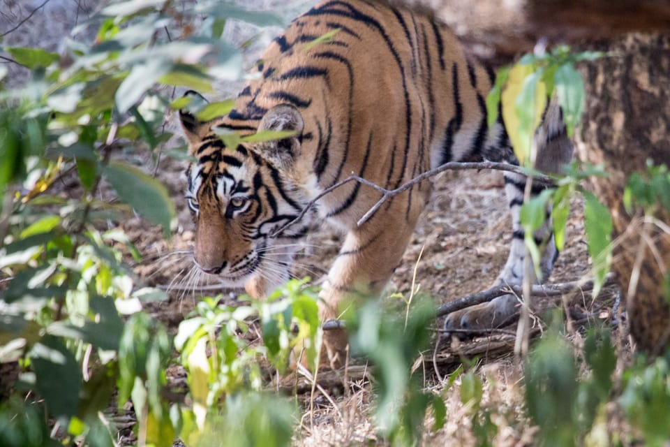 Ranthambore National Park, India