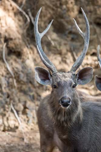 Ranthambore National Park
