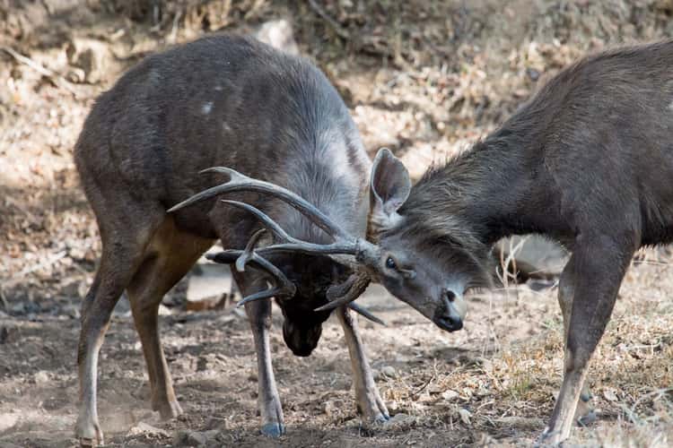 Ranthambore National Park