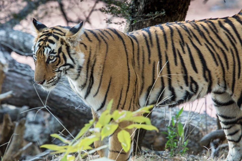 Ranthambore National Park, India