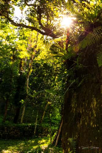 Ruins of a coffee plantation