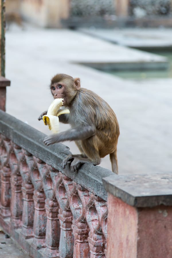 Hanuman Temple of Galtaji, India