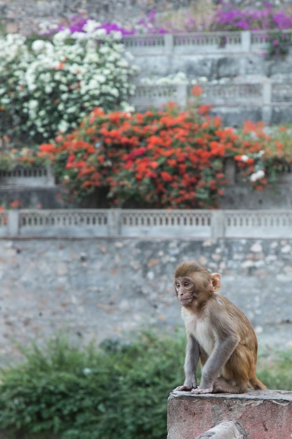 Hanuman Temple of Galtaji, India