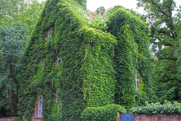 The green house, Gießen