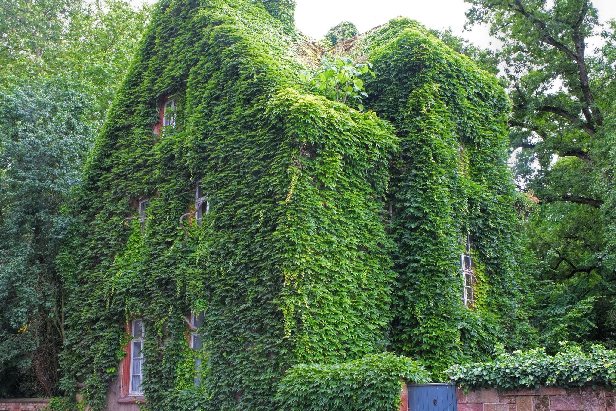 Зеленый дом адрес. Растение зеленое Германия. Green House condition in Germany.