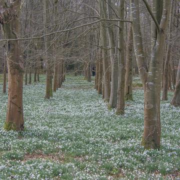 Welford Park Snowdrops, United Kingdom