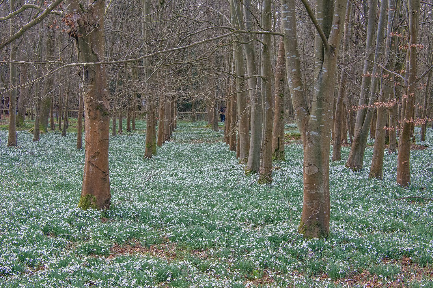 Welford Park Snowdrops, United Kingdom