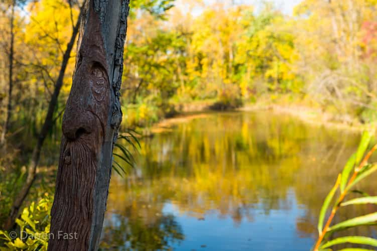Bois des Espirits
