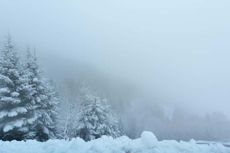 Foggy view of the forest near Hopfgarten