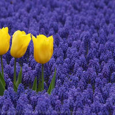 Frühling im Keukenhof, Netherlands