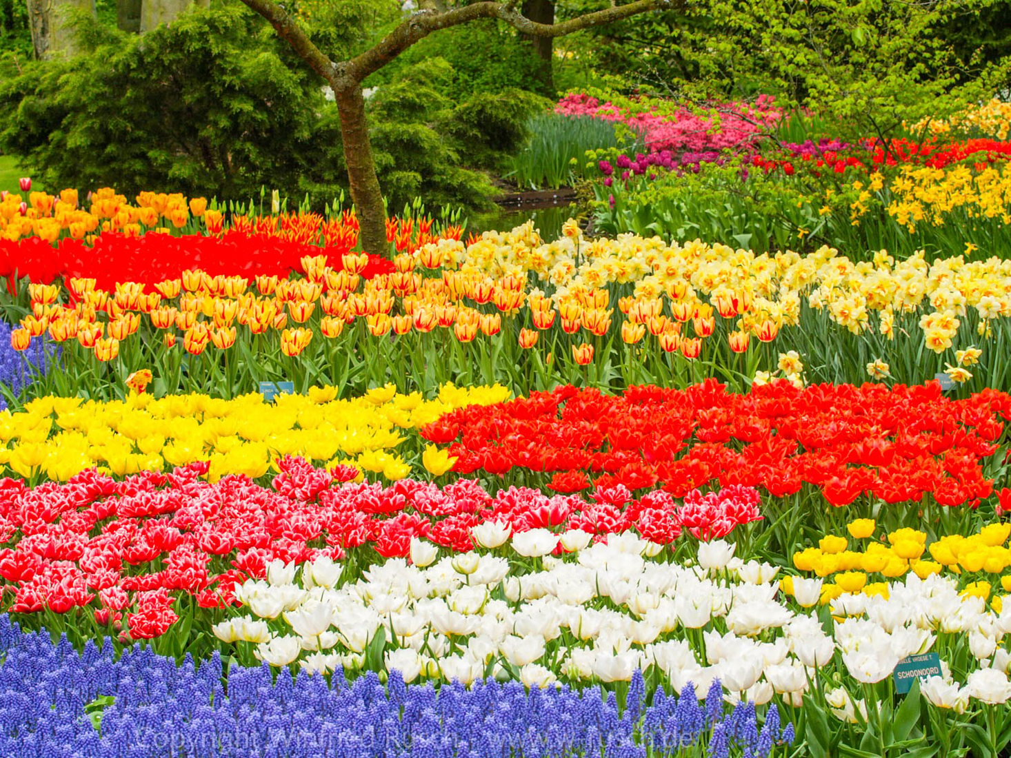 Keukenhof, Netherlands