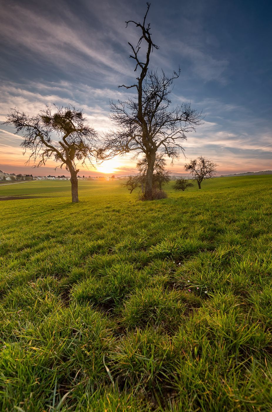 Lonely trees in Hesse, Germany