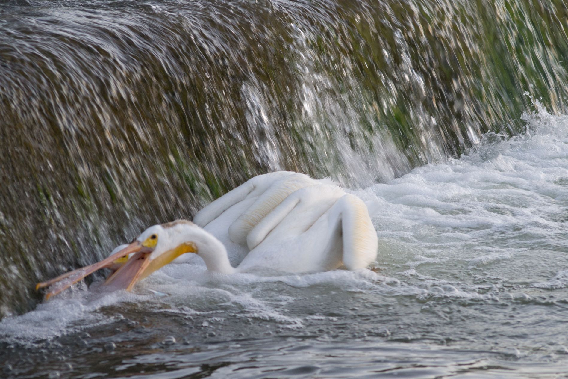 Pelican Hideout, Canada