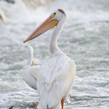 Pelican Hideout, Canada
