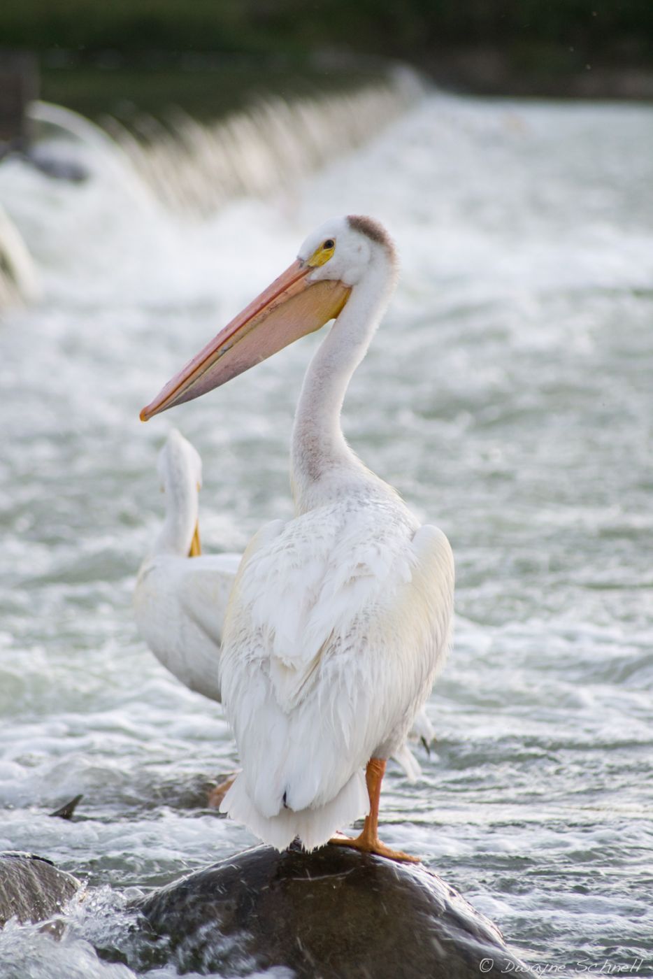 Pelican Hideout, Canada