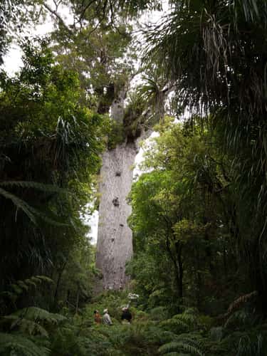 Tane Mahuta