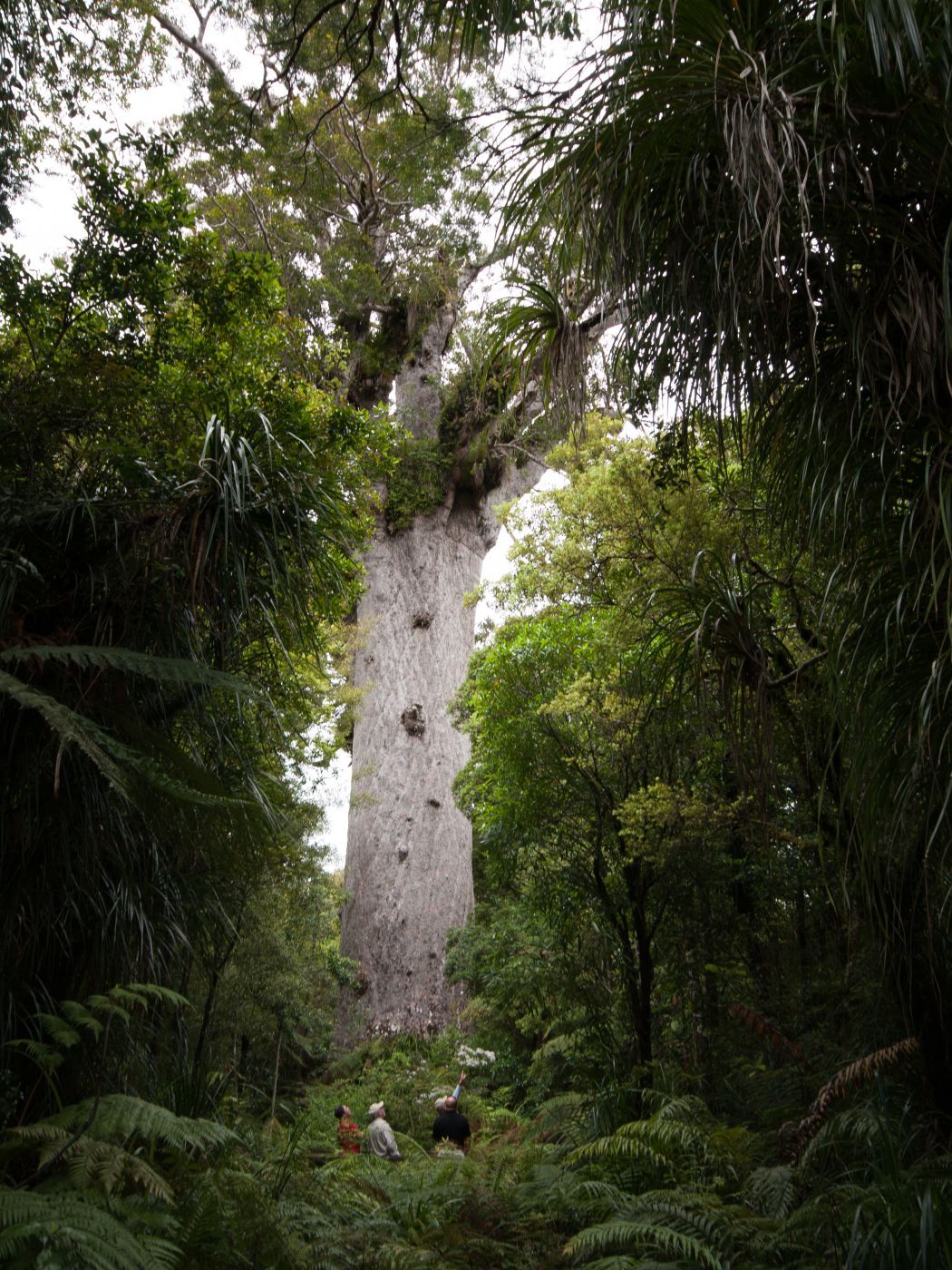 Tane Mahuta, New Zealand