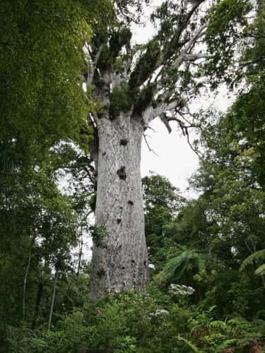Tane Mahuta