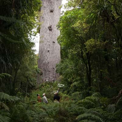 Tane Mahuta, New Zealand