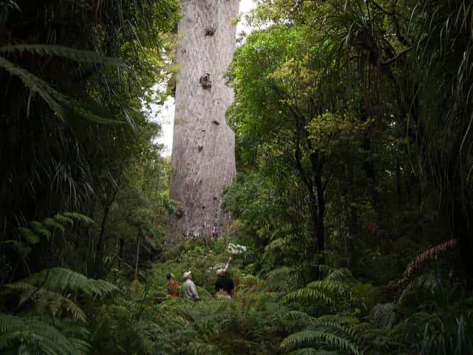 Tane Mahuta