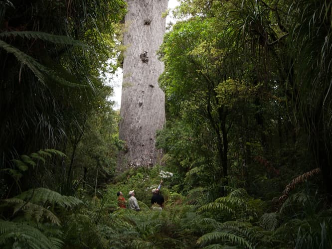 Tane Mahuta