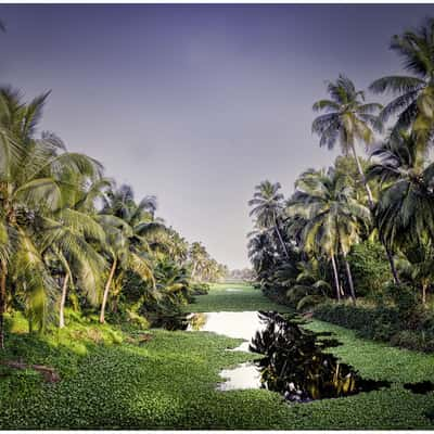 The Backwaters of Agalad, India