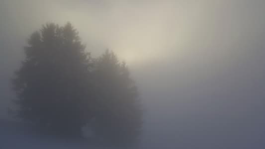 Trees in the clouds, Alps