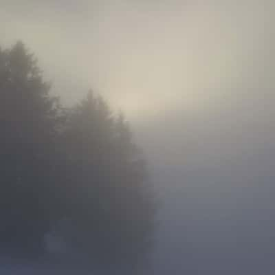 Trees in the clouds, Alps, Austria