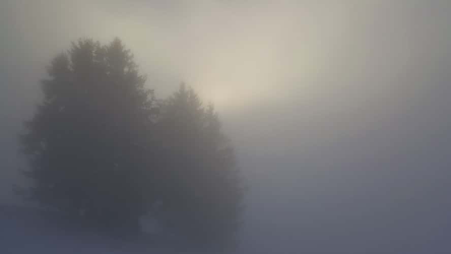Trees in the clouds, Alps