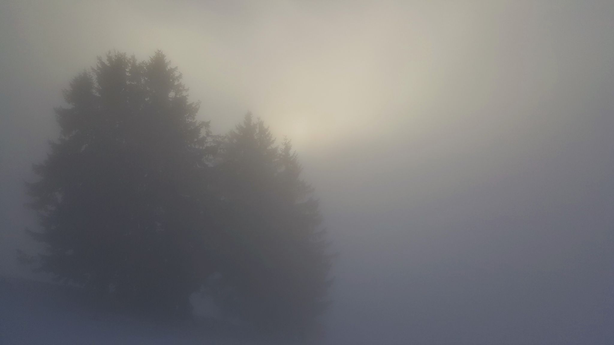 Trees in the clouds, Alps, Austria