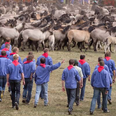 Wildpferdefang in Dülmen-Merfeld, Germany