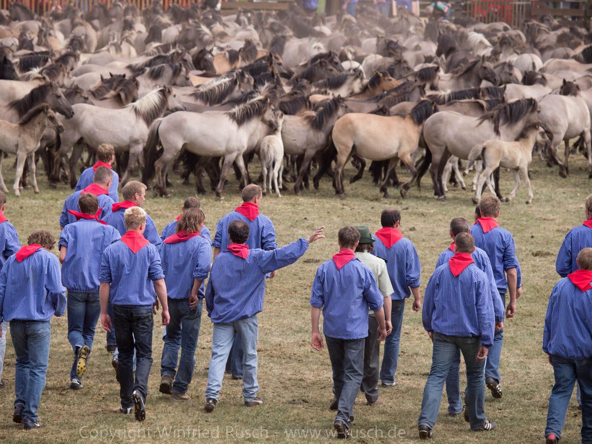 Wildpferdefang in Dülmen-Merfeld, Germany