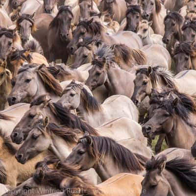 Wild horse capture in Dülmen-Merfeld, Germany