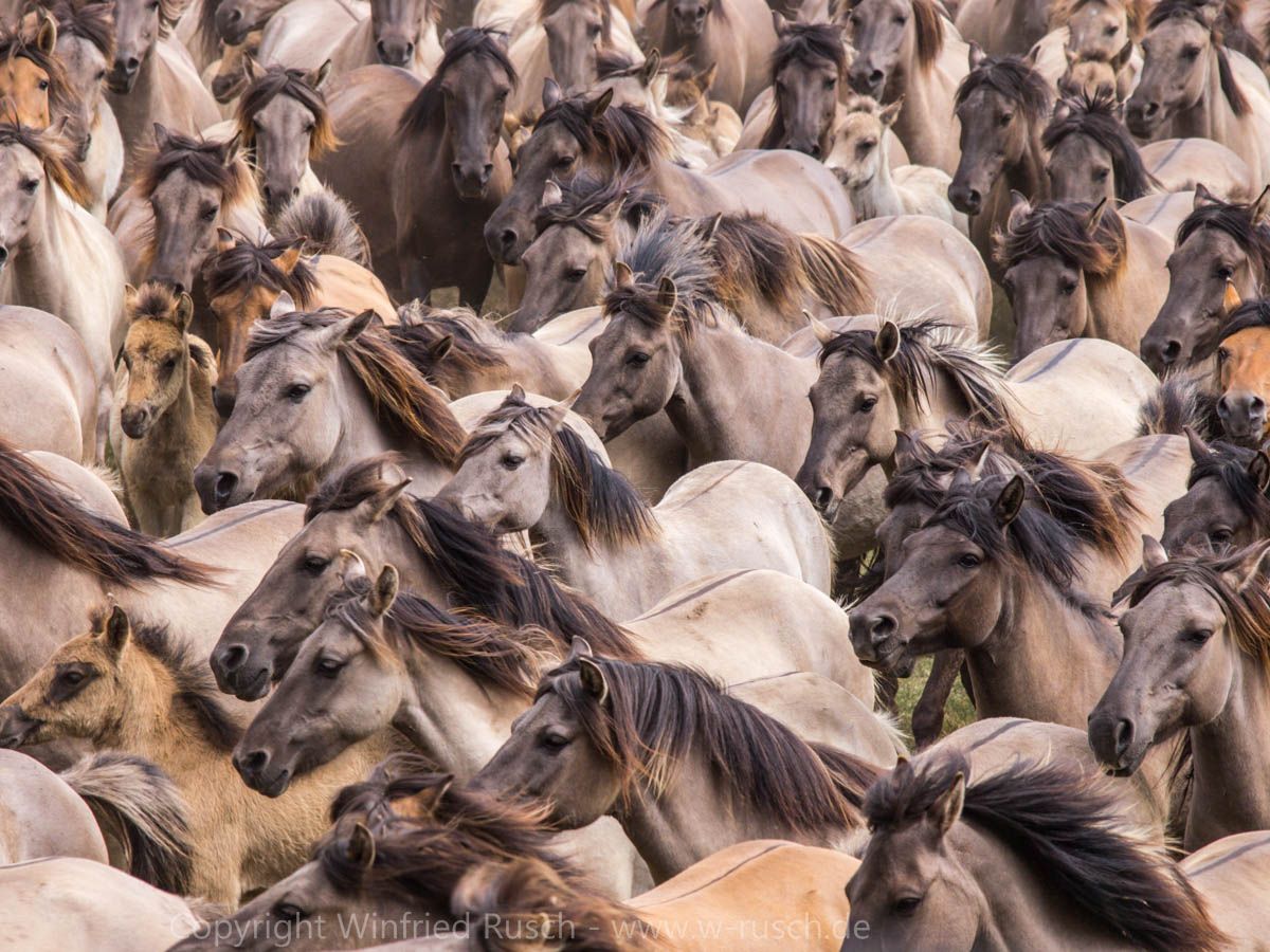 Wild horse capture in Dülmen-Merfeld, Germany