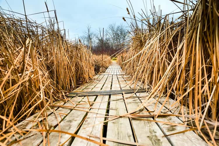 Binney Corner Nature Preserve