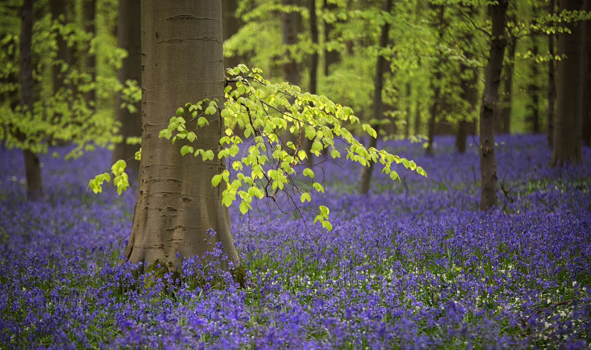 Bluebell forest Hallerbos near Brussels, Belgium