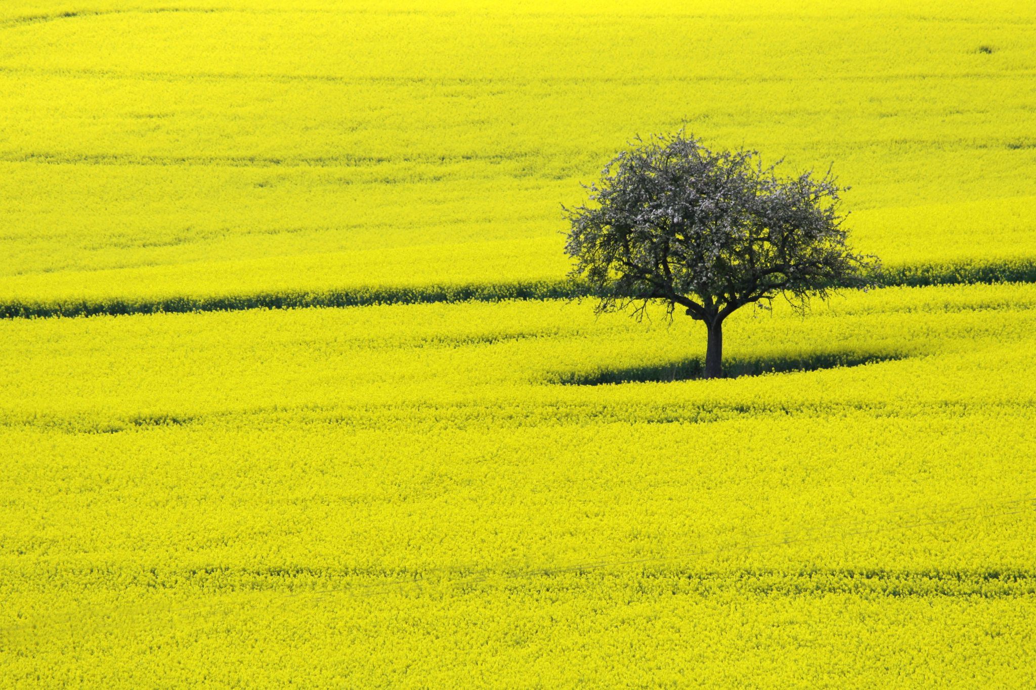 Canola Fields in Spring, Germany